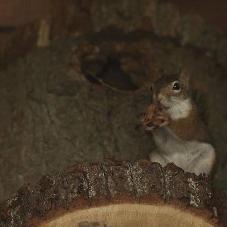 Tatarska Zagroda - Agroturystyka Dolina Baryczy Noclegi - Domek Jelonek Krosnice Exteriör bild