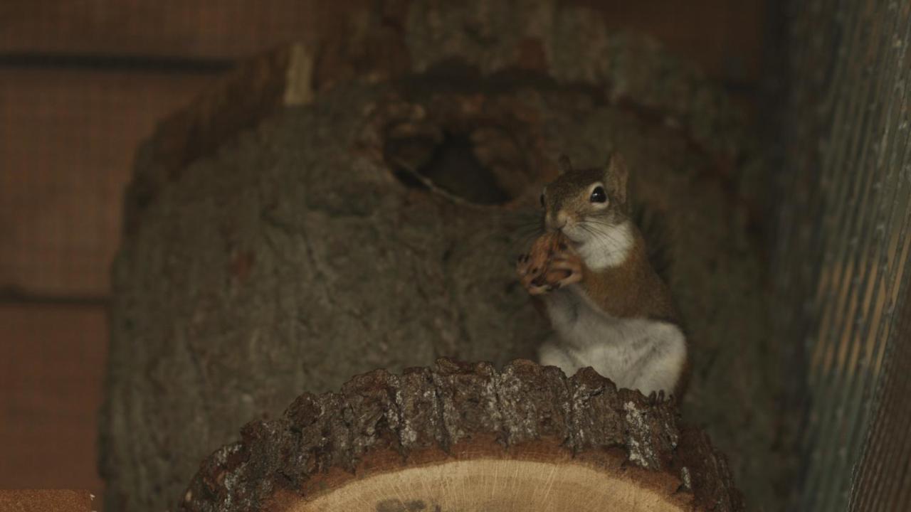 Tatarska Zagroda - Agroturystyka Dolina Baryczy Noclegi - Domek Jelonek Krosnice Exteriör bild