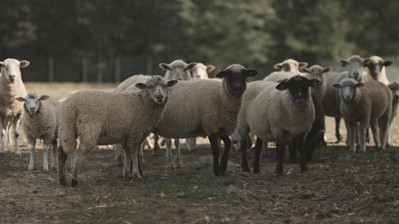 Tatarska Zagroda - Agroturystyka Dolina Baryczy Noclegi - Domek Jelonek Krosnice Exteriör bild