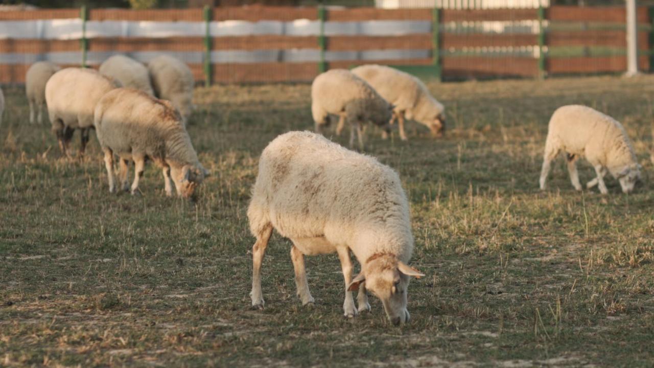 Tatarska Zagroda - Agroturystyka Dolina Baryczy Noclegi - Domek Jelonek Krosnice Exteriör bild
