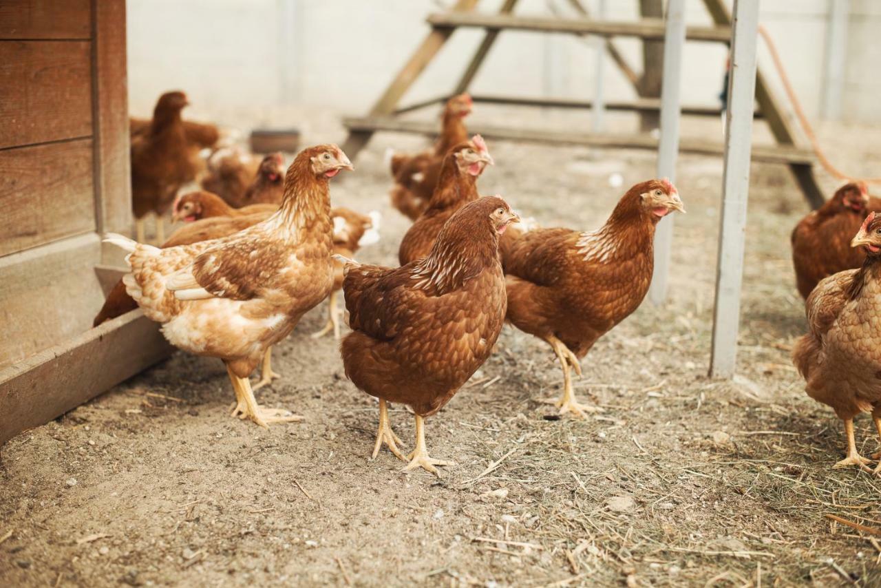 Tatarska Zagroda - Agroturystyka Dolina Baryczy Noclegi - Domek Jelonek Krosnice Exteriör bild